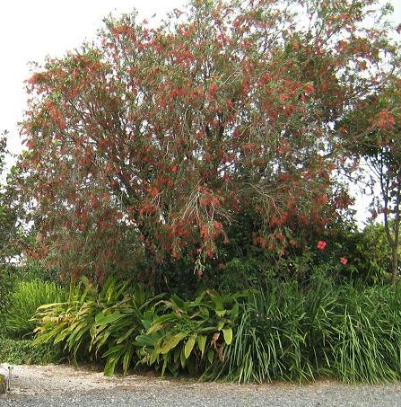 this planting of bottlebrush, covered with climbing fig and lomandra, wouldn't allow much of the light rain to penetrate the surrounding soil