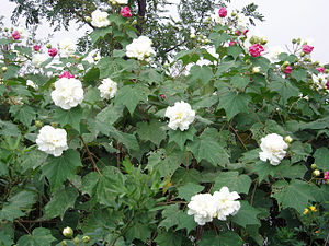 Confederate rose (Hibiscus mutabilis ' Vericolor') (Photo credit: Wikipedia)